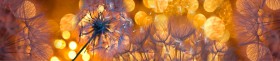 Кухонный фартук Мерцание Одуванчики золотистые 3 серебро в Черлаке - cherlak.katalogmebeli.com | фото 1