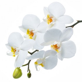 Стол обеденный Танго белый/Орхидея в Черлаке - cherlak.katalogmebeli.com | фото 3